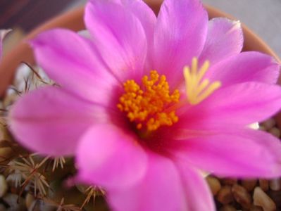 Mammillaria schumannii v. globosa