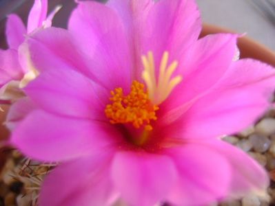 Mammillaria schumannii v. globosa