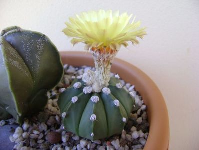 Astrophytum asterias