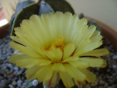 Astrophytum asterias