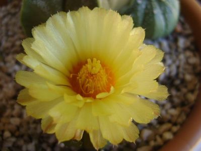 Astrophytum asterias