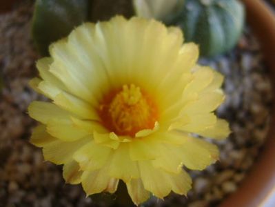 Astrophytum asterias