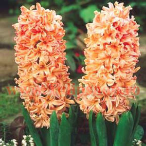 Bulbi Zambile Gipsy Queen (Hyacinthus); Marime bulb 16/18. Inaltime 25-30cm. Inflorire apr.-mai. STOC EPUIZAT!
