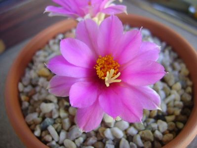 Mammillaria schumannii v. globosa