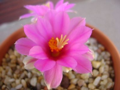 Mammillaria schumannii v. globosa