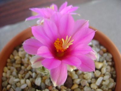 Mammillaria schumannii v. globosa