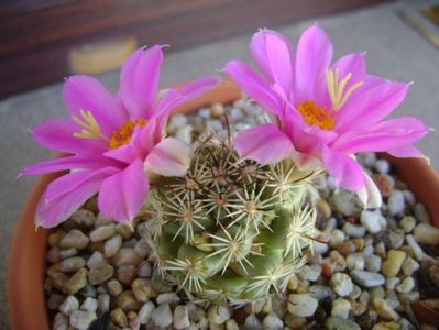 Mammillaria schumannii v. globosa