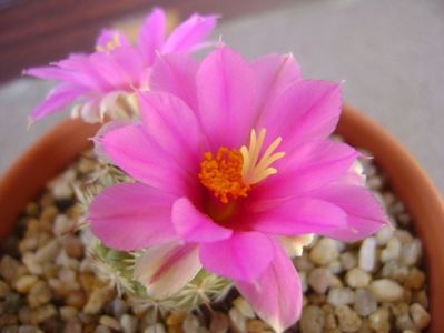 Mammillaria schumannii v. globosa