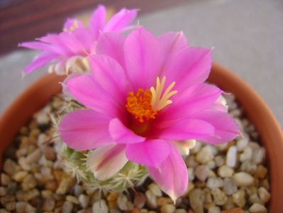 Mammillaria schumannii v. globosa