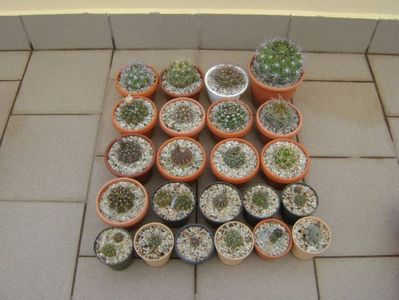 Grupul Gymnocalycium vara pe terasa