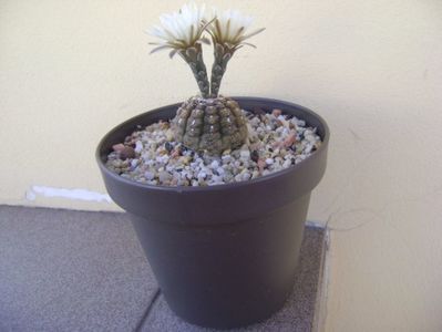 Gymnocalycium ragonesei