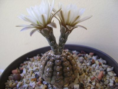 Gymnocalycium ragonesei