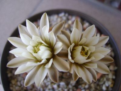 Gymnocalycium ragonesei