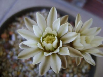 Gymnocalycium ragonesei