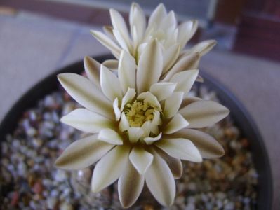 Gymnocalycium ragonesei