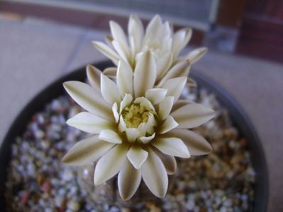 Gymnocalycium ragonesei