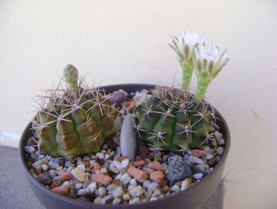 Gymnocalycium damsii v. tucavocense