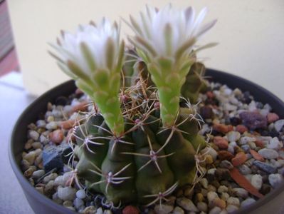 Gymnocalycium damsii v. tucavocense