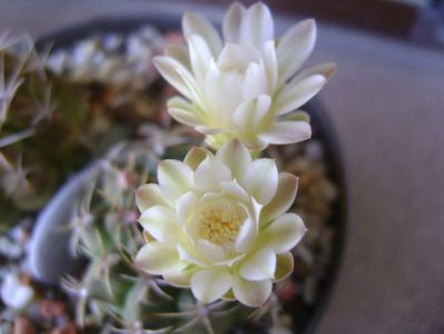 Gymnocalycium damsii v. tucavocense