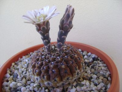 Gymnocalycium obductum