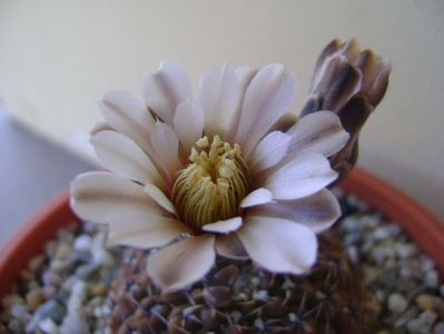 Gymnocalycium obductum