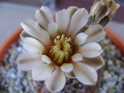 Gymnocalycium obductum