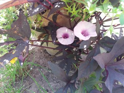 floare ipomeea cu frunze negre