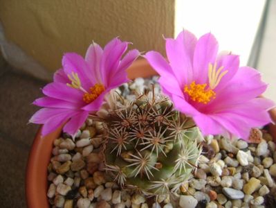 Mammillaria schumannii v. globosa