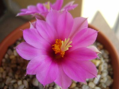 Mammillaria schumannii v. globosa