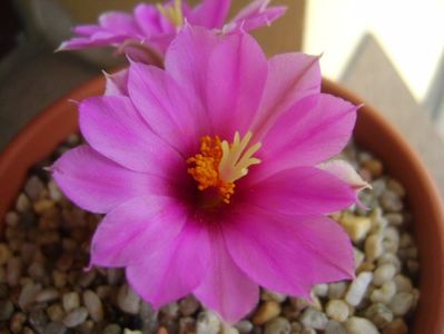 Mammillaria schumannii v. globosa