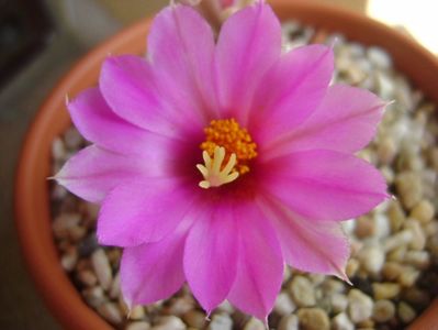 Mammillaria schumannii v. globosa