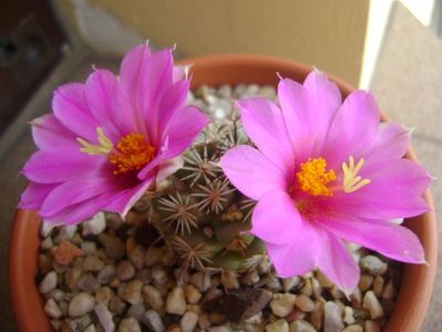 Mammillaria schumannii v. globosa