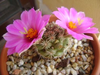 Mammillaria schumannii v. globosa