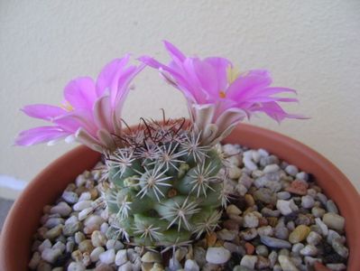 Mammillaria schumannii v. globosa