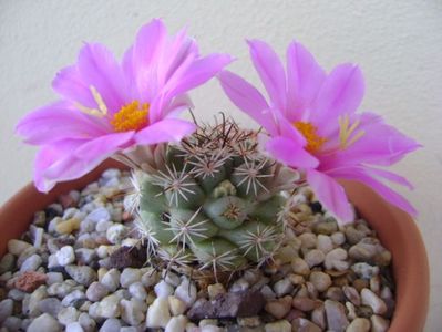 Mammillaria schumannii v. globosa