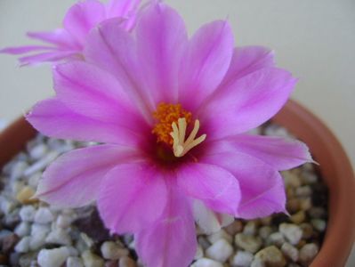 Mammillaria schumannii v. globosa