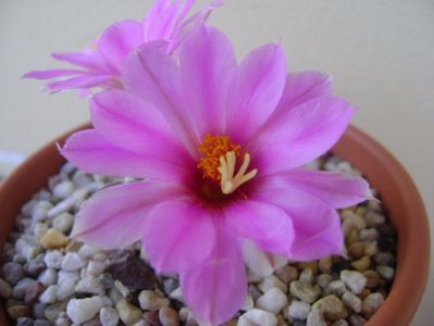 Mammillaria schumannii v. globosa