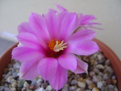 Mammillaria schumannii v. globosa