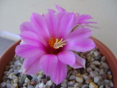 Mammillaria schumannii v. globosa