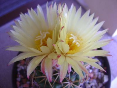 Coryphantha elephantidens ssp. sulcolanata