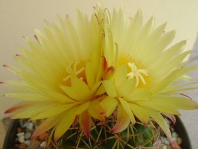 Coryphantha elephantidens ssp. sulcolanata