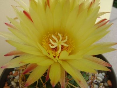 Coryphantha elephantidens ssp. sulcolanata