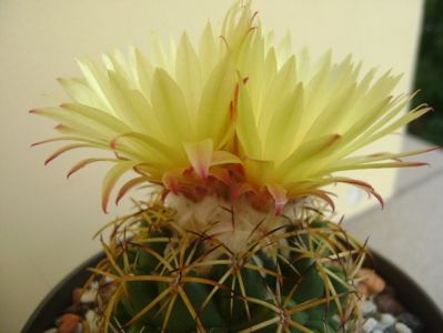 Coryphantha elephantidens ssp. sulcolanata