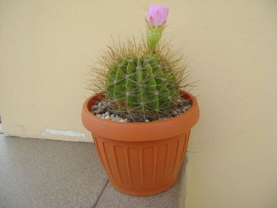 Acanthocalycium spiniflorum f. violaceum