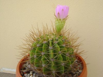 Acanthocalycium spiniflorum f. violaceum