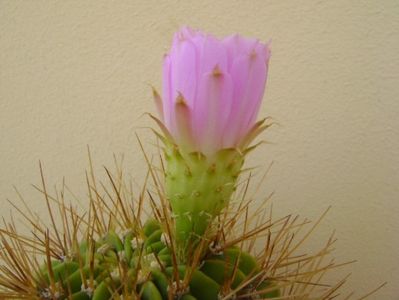 Acanthocalycium spiniflorum f. violaceum