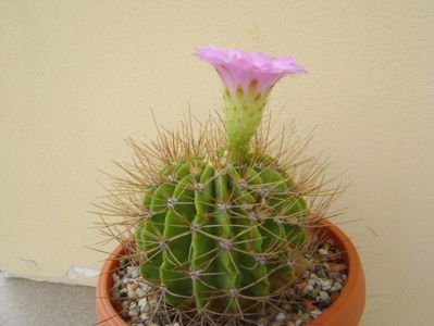 Acanthocalycium spiniflorum f. violaceum