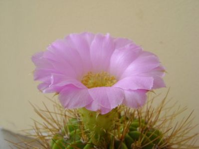 Acanthocalycium spiniflorum f. violaceum