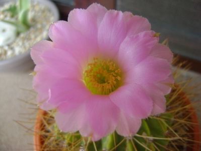 Acanthocalycium spiniflorum f. violaceum