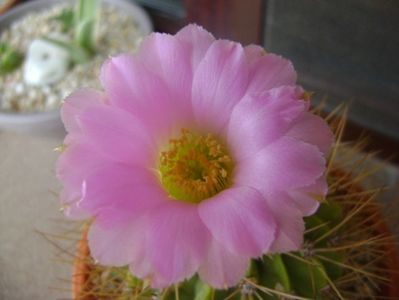 Acanthocalycium spiniflorum f. violaceum